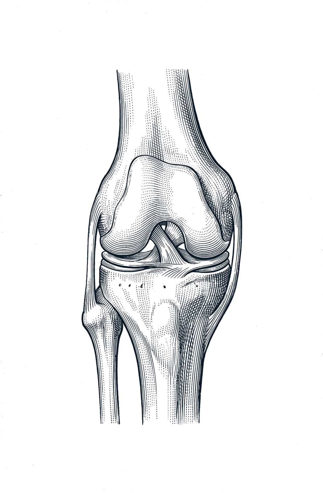 Engraved illustration of the knee joint, front view, with the joint space and joint lining highlighted