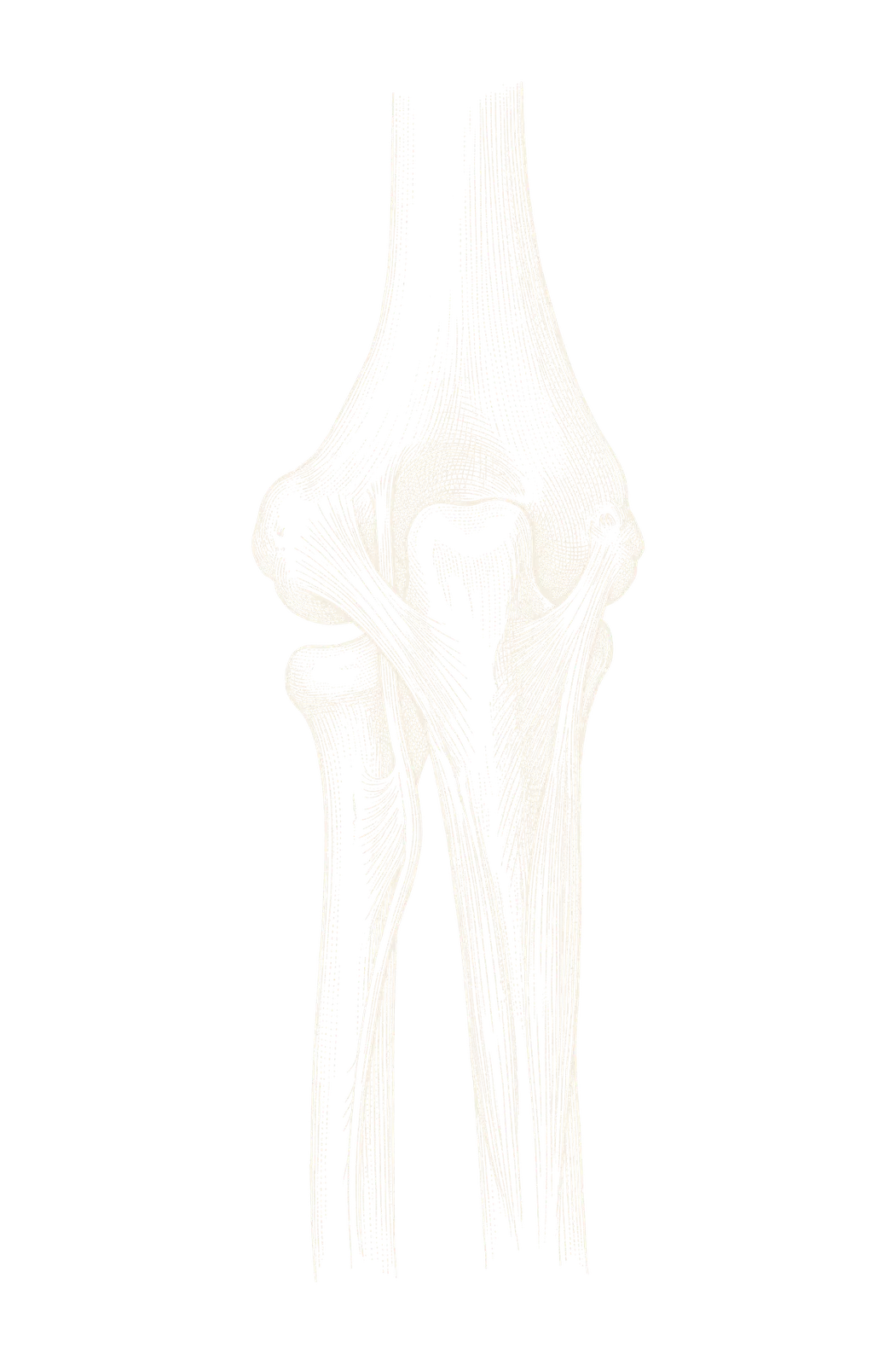 Engraved illustration of the bones and tendons of the elbow, seen from behind