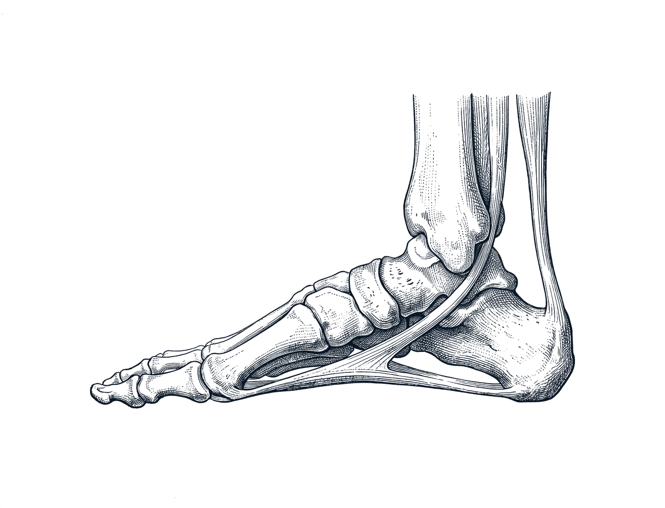 Engraved illustration of the bones and tendons of the right foot and ankle, seen from the inner side