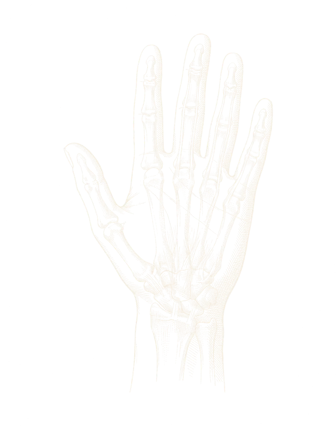 Engraved illustration of the bones and tendons of the hand and wrist, palm view