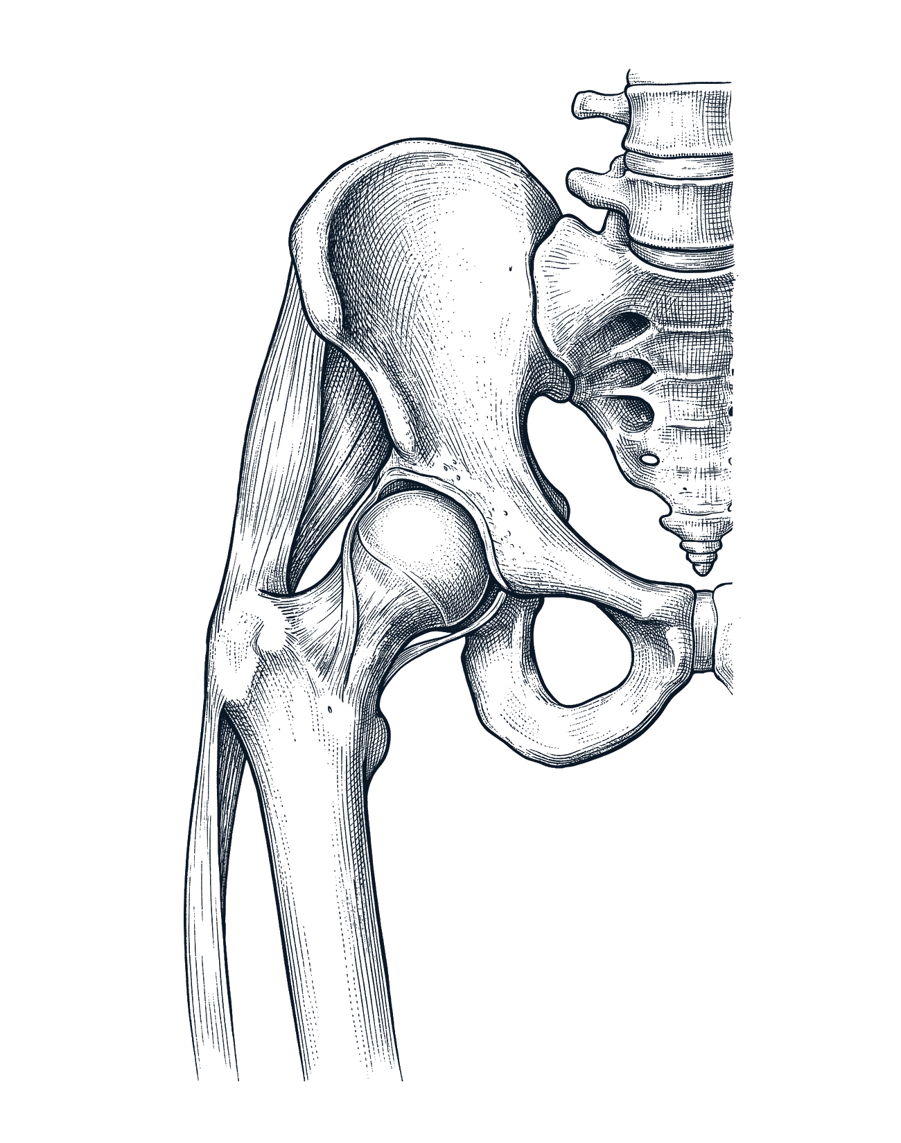 Engraved illustration of the right hip seen from the front: lower spine, pelvis, the ball-and-socket joint, greater trochanter, gluteal tendons and iliotibial band