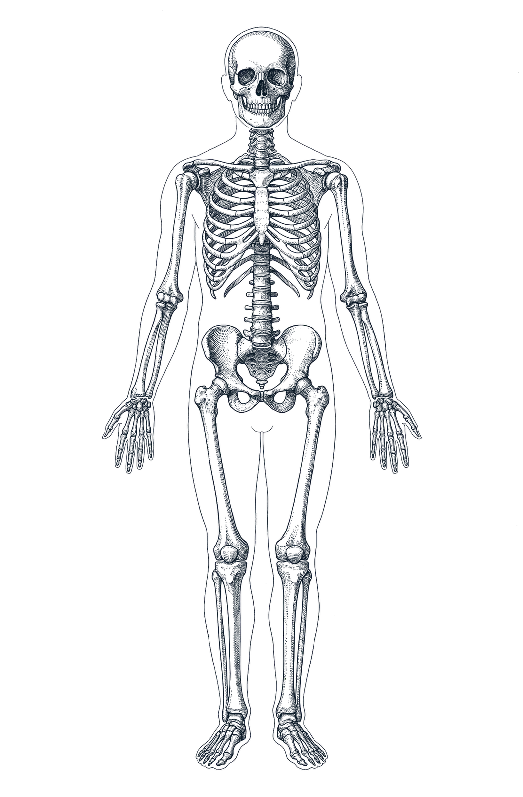 Engraved illustration of the human skeleton, front view