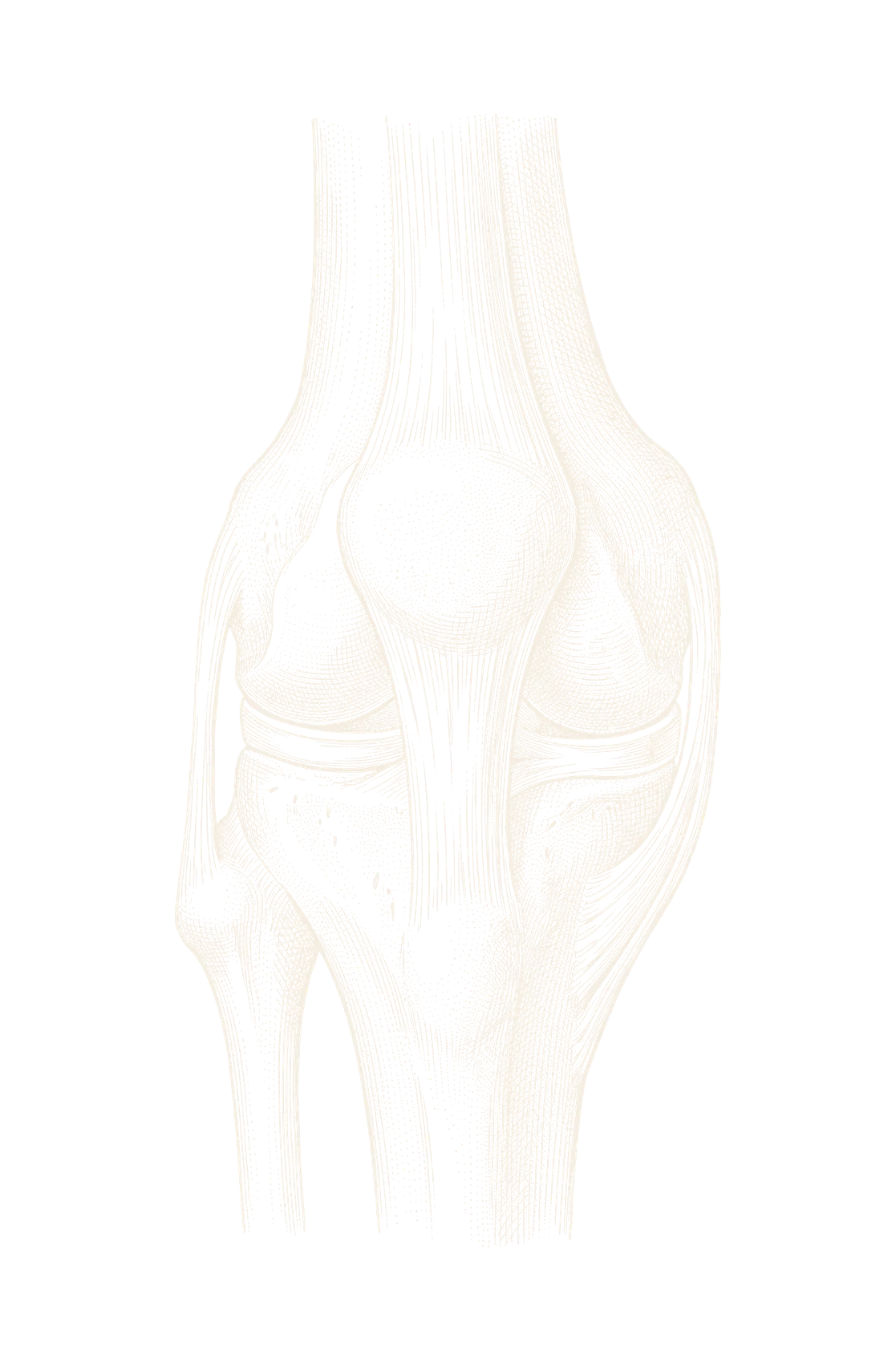 Engraved illustration of the right knee joint seen from the front, showing the thigh bone, kneecap, patellar tendon, shin bone, fibula, menisci and ligaments