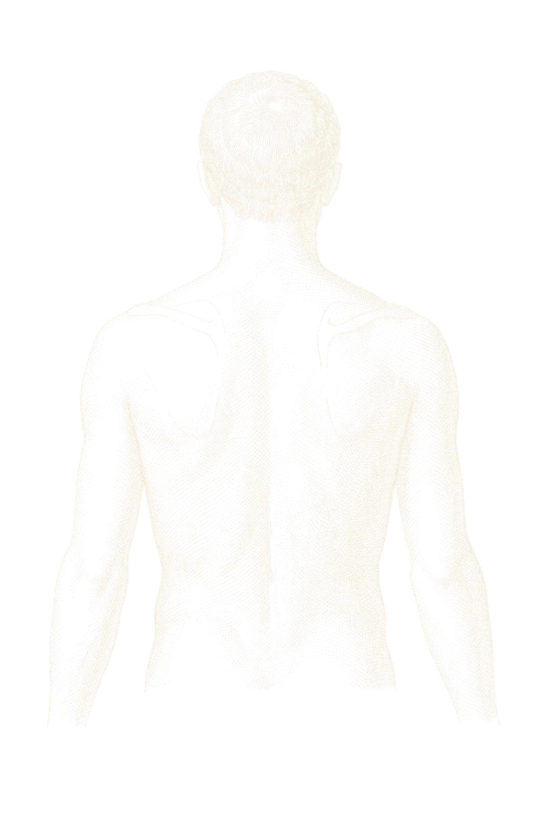 Engraved illustration of an adult figure seen from behind, from the head to the waist
