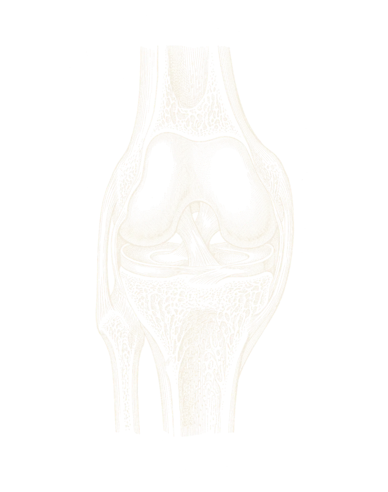 Engraved illustration of a knee joint seen from the front, showing the thigh bone, shin bone, cartilage, menisci and joint capsule
